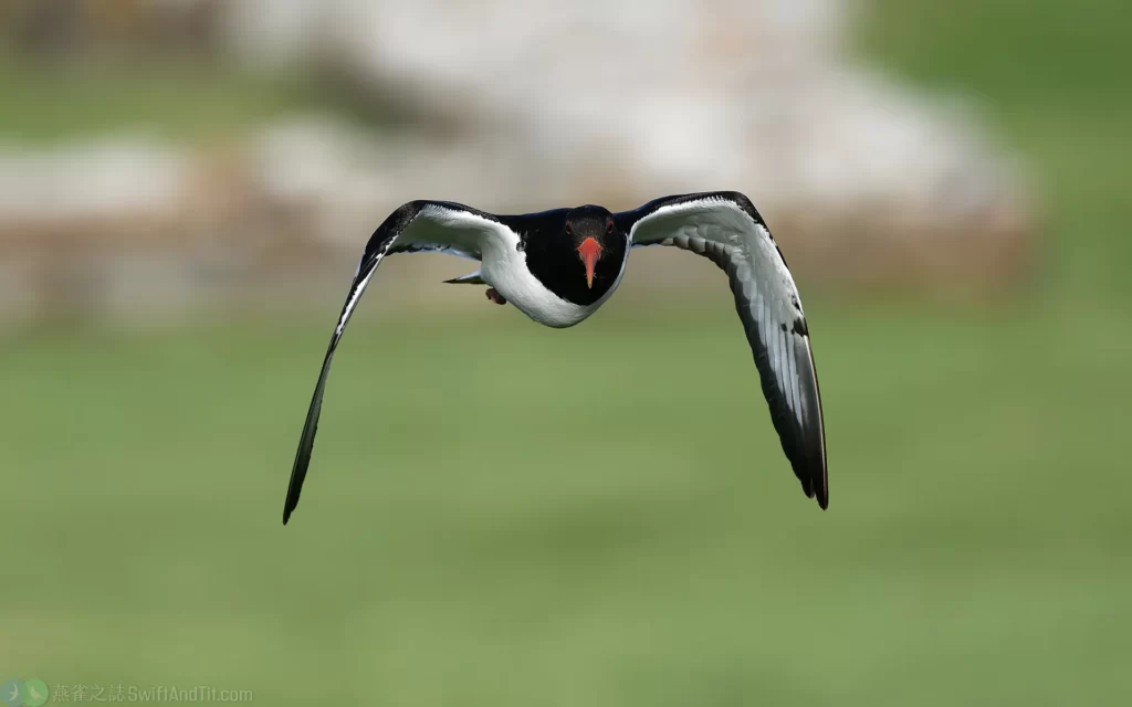 蠣鴴 Eurasian Oystercatcher