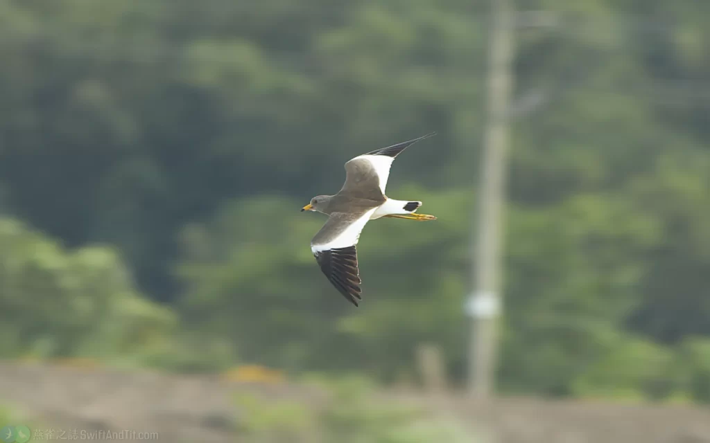 跳鴴 Gray-headed Lapwing