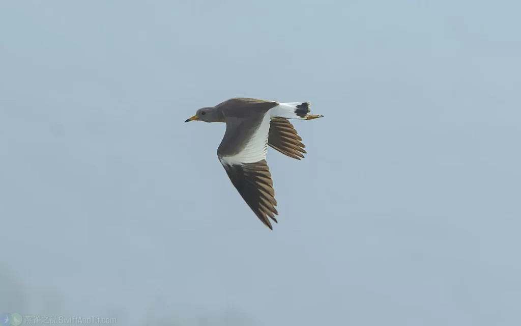 跳鴴 Gray-headed Lapwing