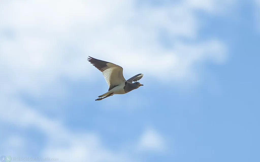 跳鴴 Gray-headed Lapwing