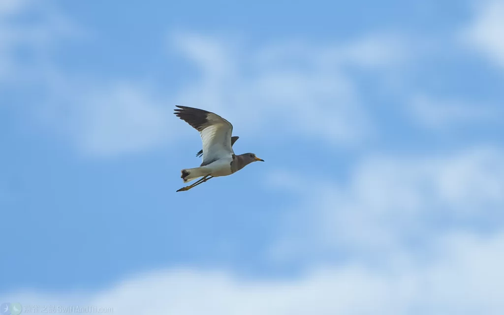 跳鴴 Gray-headed Lapwing