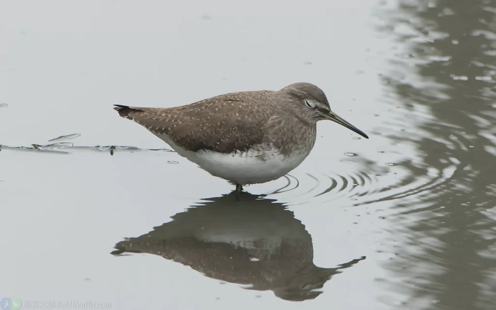 白腰草鷸 Green Sandpiper