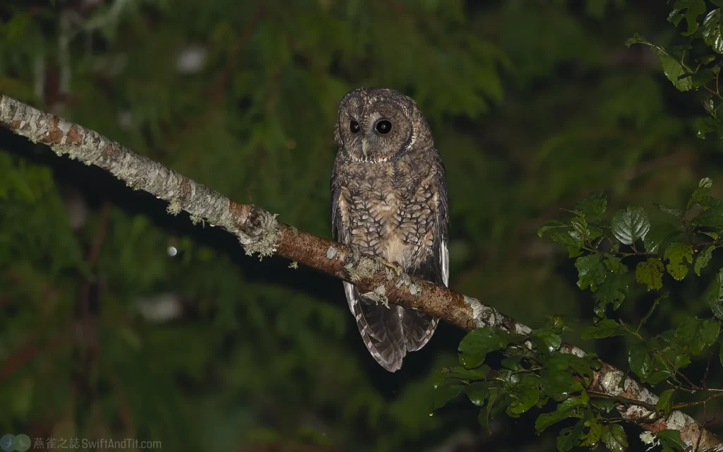 東方灰林鴞 Himalayan Owl