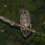 東方灰林鴞 Himalayan Owl