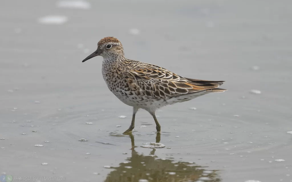 尖尾濱鷸 Sharp-tailed Sandpiper