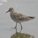 尖尾濱鷸 Sharp-tailed Sandpiper