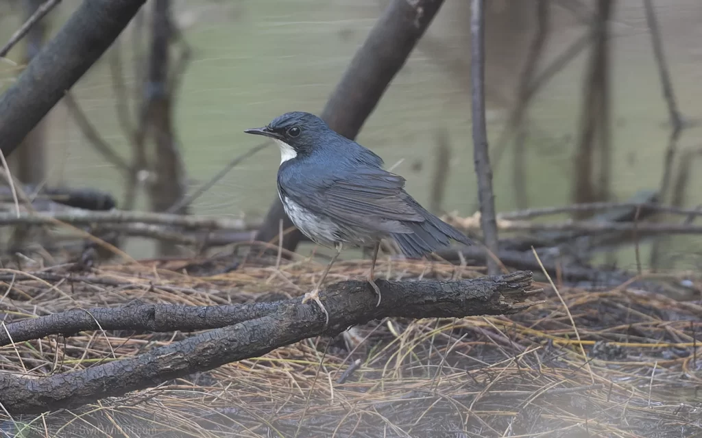 藍歌鴝 Siberian Blue Robin