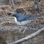 藍歌鴝 Siberian Blue Robin