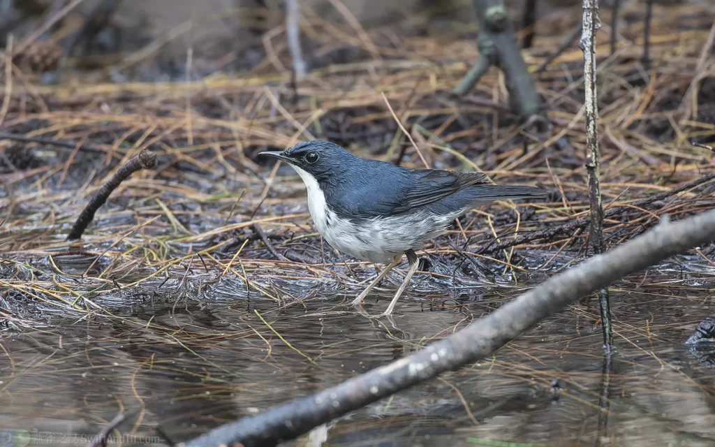 藍歌鴝 Siberian Blue Robin