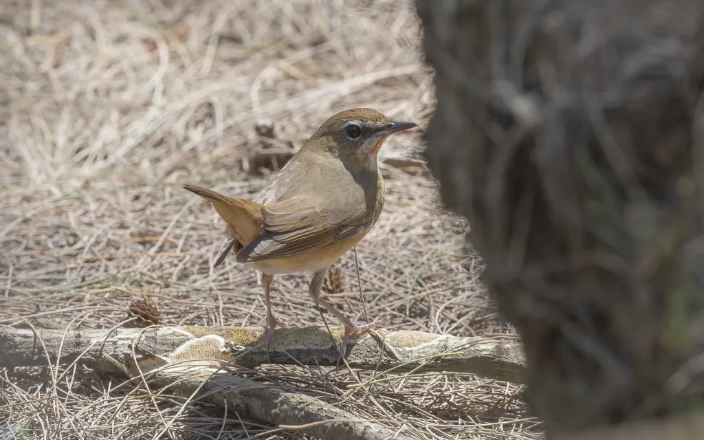 野鴝 Siberian Rubythroat 雌鳥