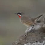 野鴝 Siberian Rubythroat 雄鳥