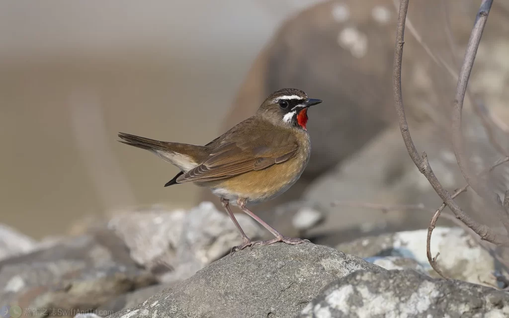 野鴝 Siberian Rubythroat 雄鳥