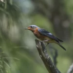 白喉磯鶇 White-throated Rock-thrush