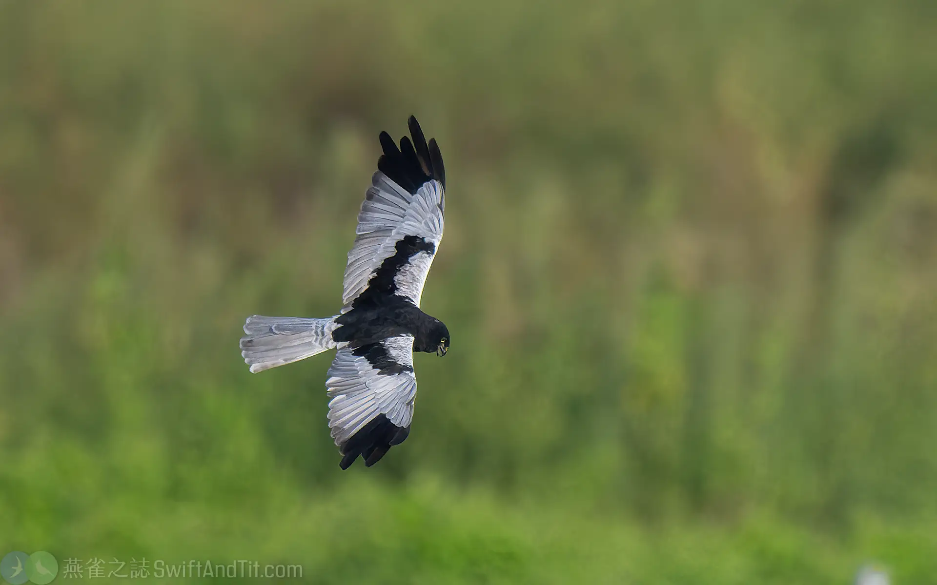花澤鵟 Pied Harrier 雄鳥 Male 花澤鵟 Pied Harrier 雄鳥 Male