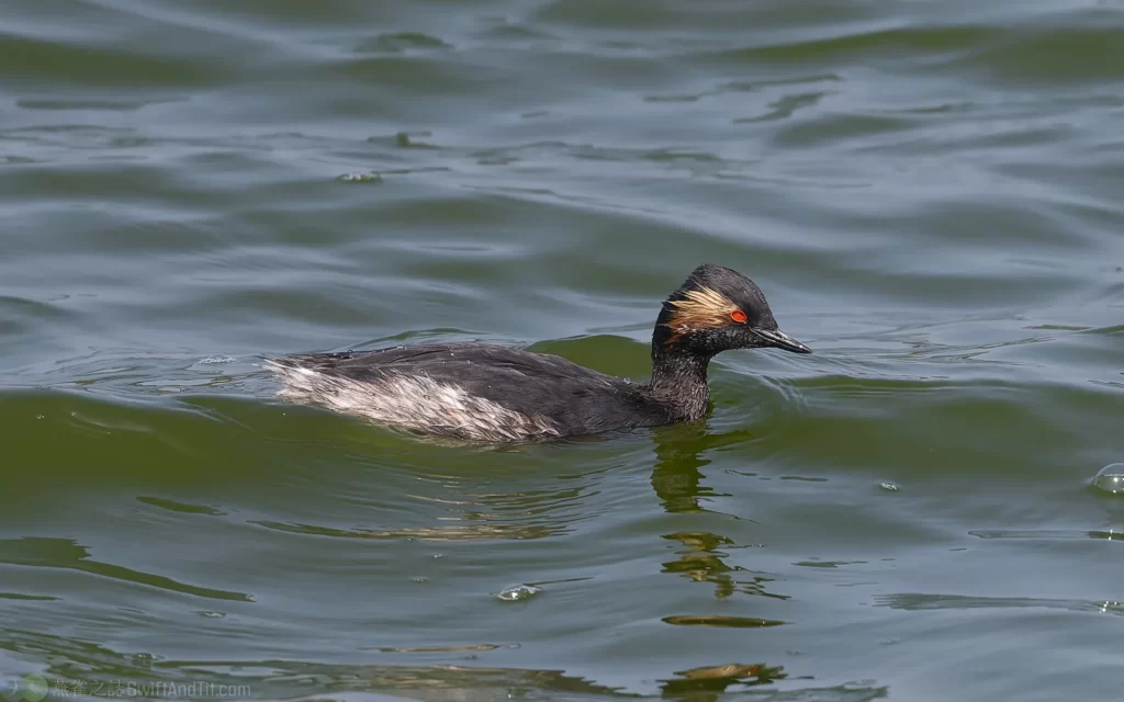 黑頸鷿鷉 Black-necked Grebe 繁殖羽 Breeding Plumage