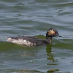 黑頸鷿鷉 Black-necked Grebe 繁殖羽 Breeding Plumage