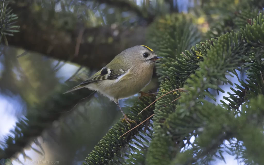 戴菊 Goldcrest