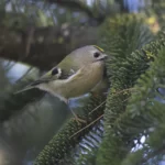 戴菊 Goldcrest