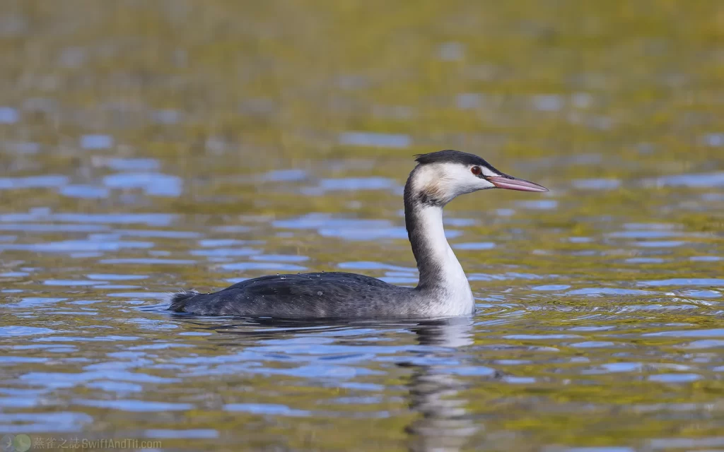 冠鷿鷉 Great Crested Grebe