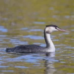 冠鷿鷉 Great Crested Grebe