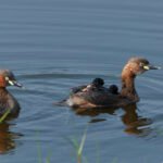 小鷿鷉 Little Grebe