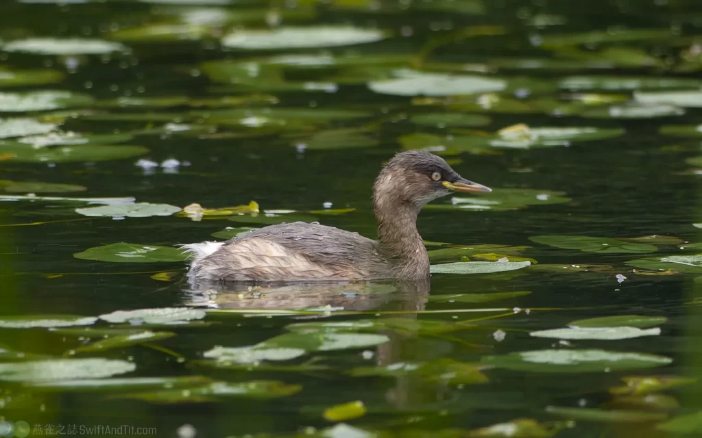 小鷿鷉 Little Grebe