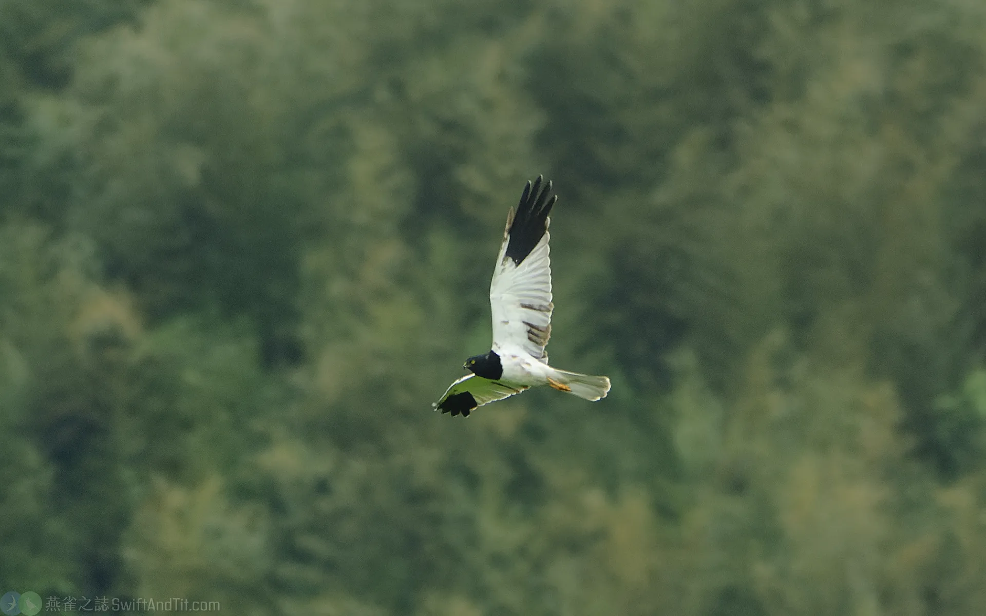花澤鵟 Pied Harrier 花澤鵟 Pied Harrier