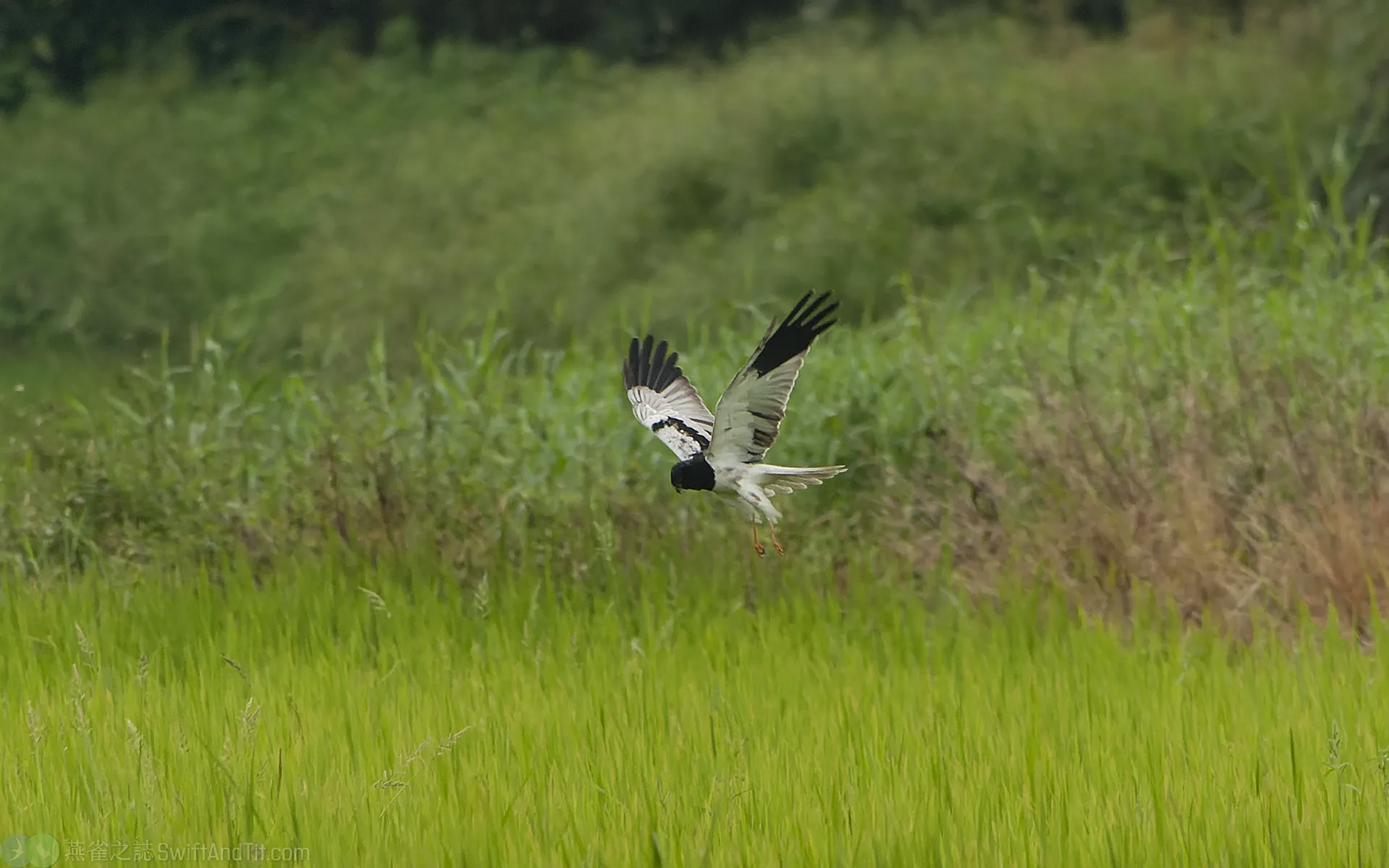花澤鵟 Pied Harrier 花澤鵟 Pied Harrier