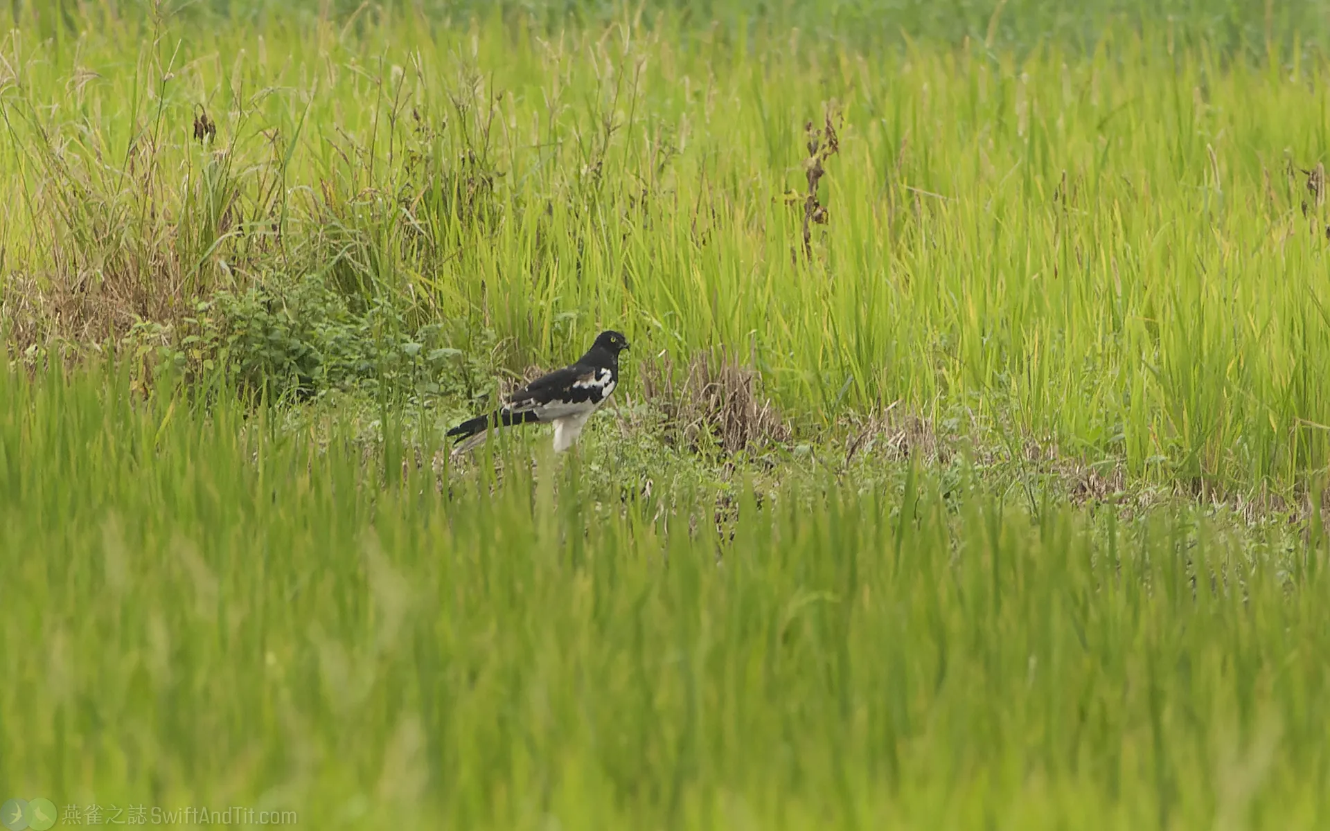 花澤鵟 Pied Harrier 花澤鵟 Pied Harrier