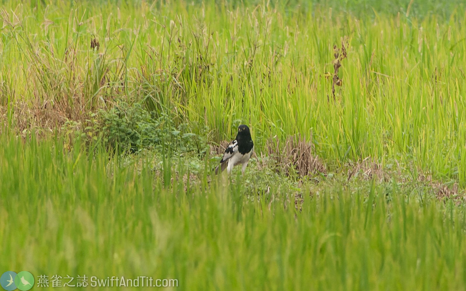 花澤鵟 Pied Harrier 花澤鵟 Pied Harrier