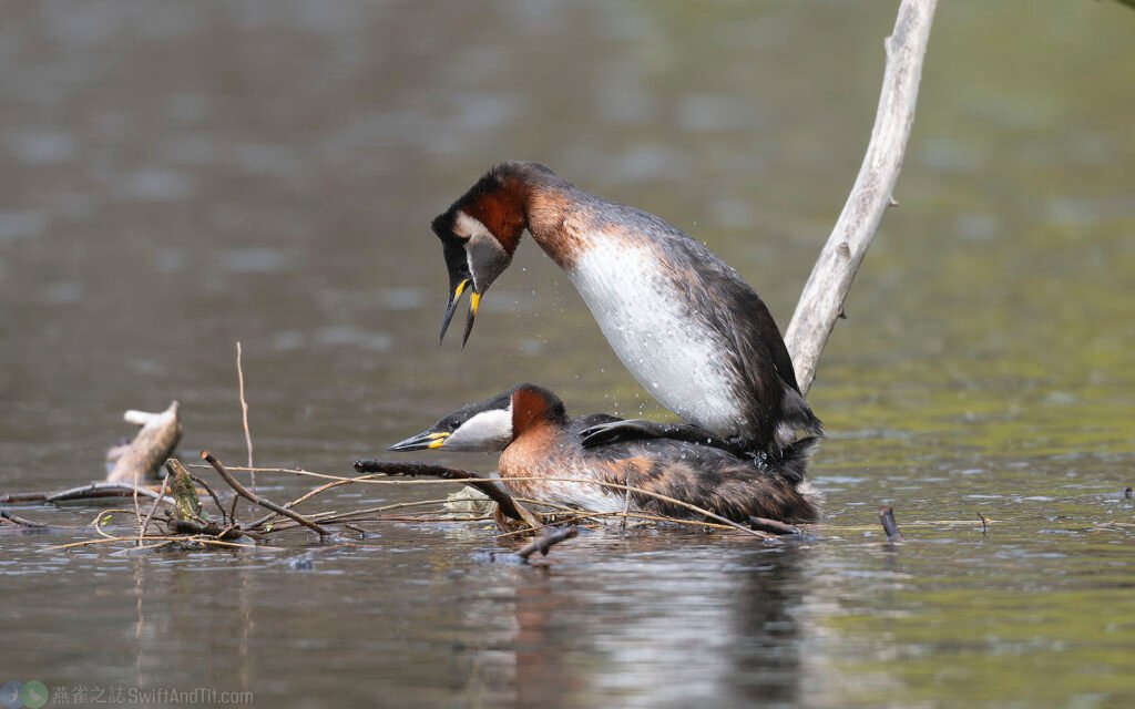 赤頸鷿鶞 Red-necked Grebe