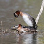 赤頸鷿鶞 Red-necked Grebe