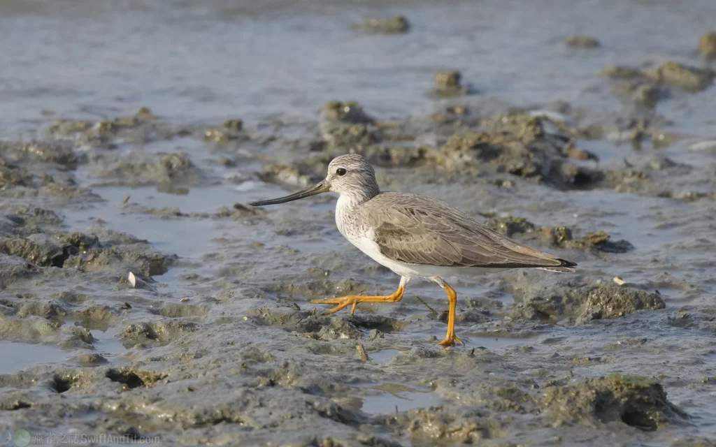 反嘴鷸 Terek Sandpiper