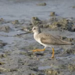 反嘴鷸 Terek Sandpiper