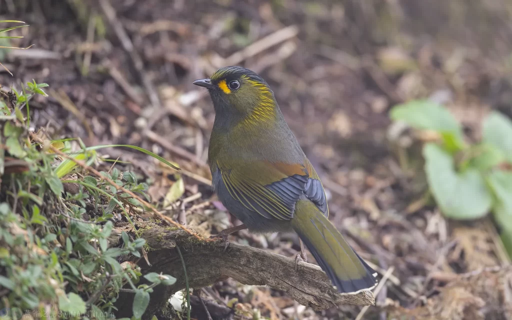 黃胸藪眉 Steere's Liocichla