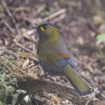 黃胸藪眉 Steere's Liocichla