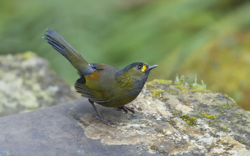 黃胸藪眉 Steere's Liocichla