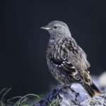 岩鷚 Alpine Accentor
