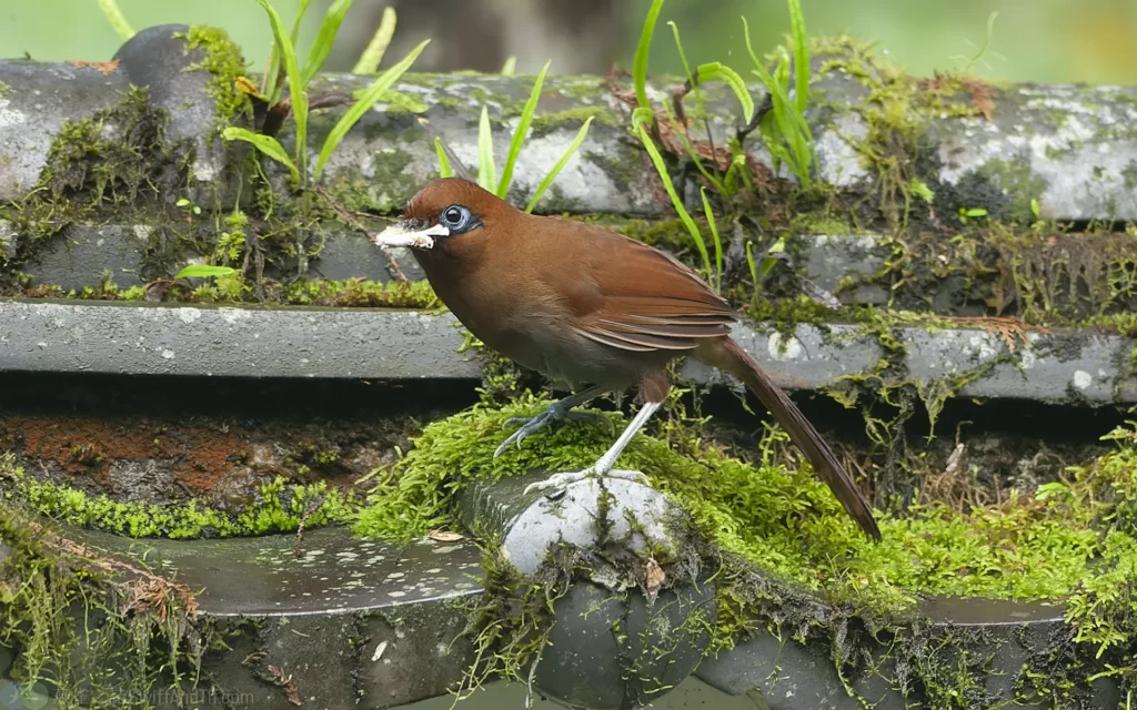 棕噪眉 Rusty Laughingthrush