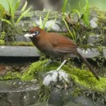 棕噪眉 Rusty Laughingthrush