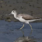 青足鷸 Common Greenshank