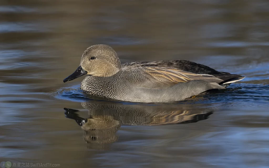 赤膀鴨 Gadwall 雄鳥 Male