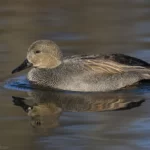 赤膀鴨 Gadwall 雄鳥 Male