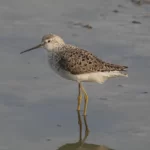 小青足鷸 Marsh Sandpiper