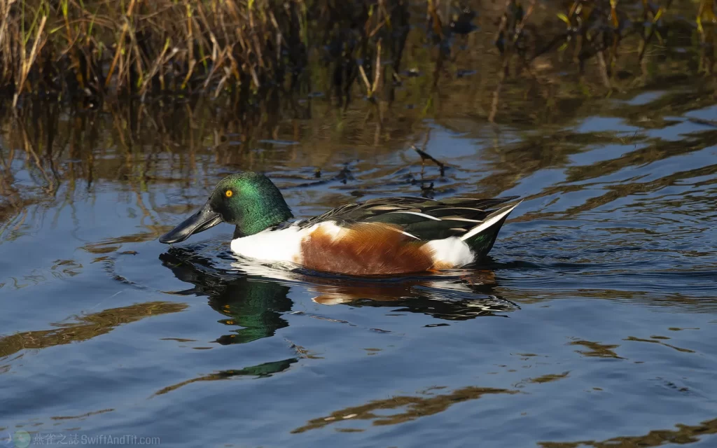 琵嘴鴨 Northern Shoveler