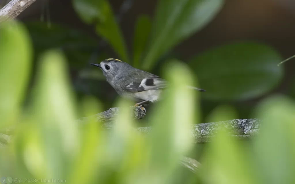 戴菊鳥 Goldcrest