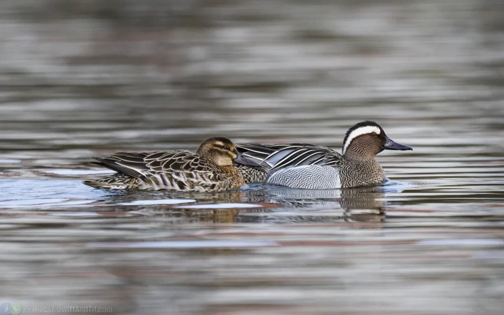 白眉鴨 garganey male and female