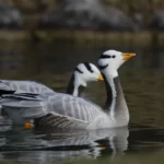 斑頭雁 Bar-headed Goose