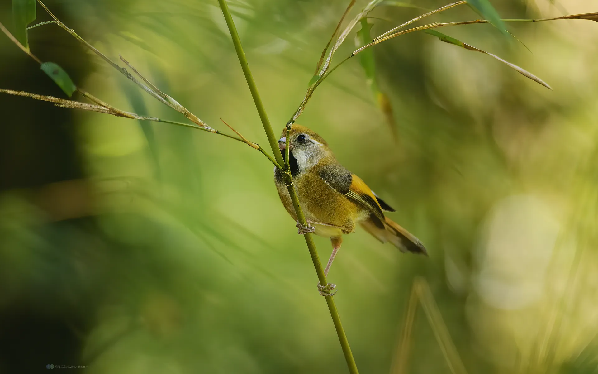 黃羽鸚嘴 Golden Parrotbill 黃羽鸚嘴 Golden Parrotbill