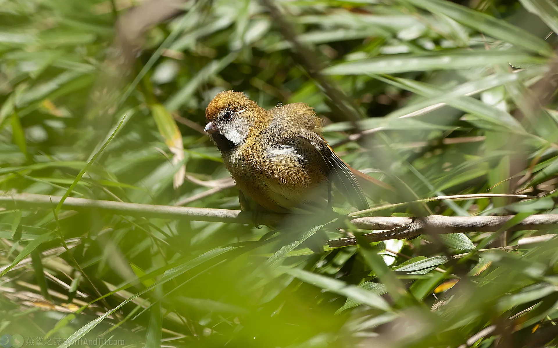 黃羽鸚嘴 Golden Parrotbill 黃羽鸚嘴 Golden Parrotbill